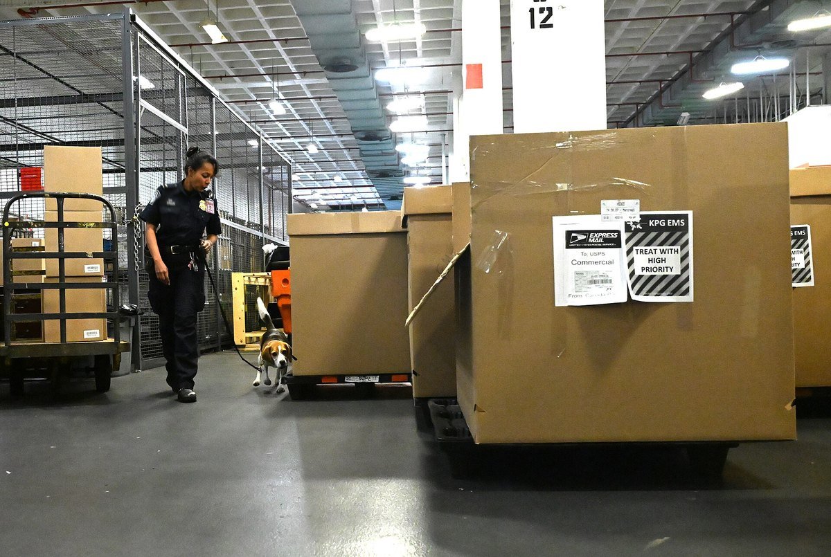 A CBP officer and detector dog inspecting parcels at an international mail facility