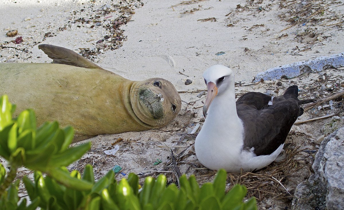 A Hawaiian monk seal resting on sand beside a nesting Laysan albatross at Midway Atoll