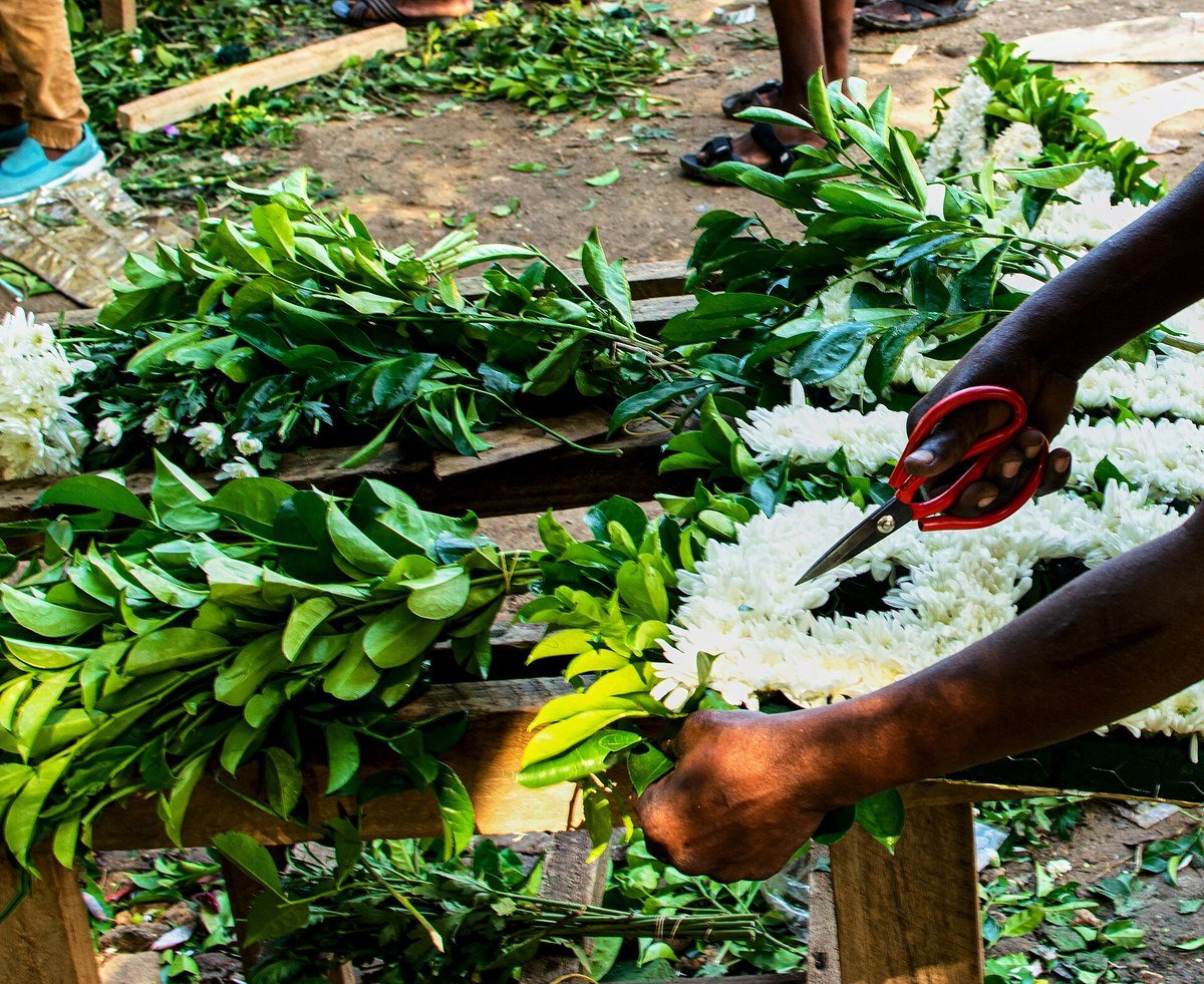 Hands trimming greenery and white flowers while making a funeral wreath by hand.
