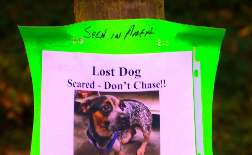 A lost dog poster stapled to a tree, with a bright green backing sheet