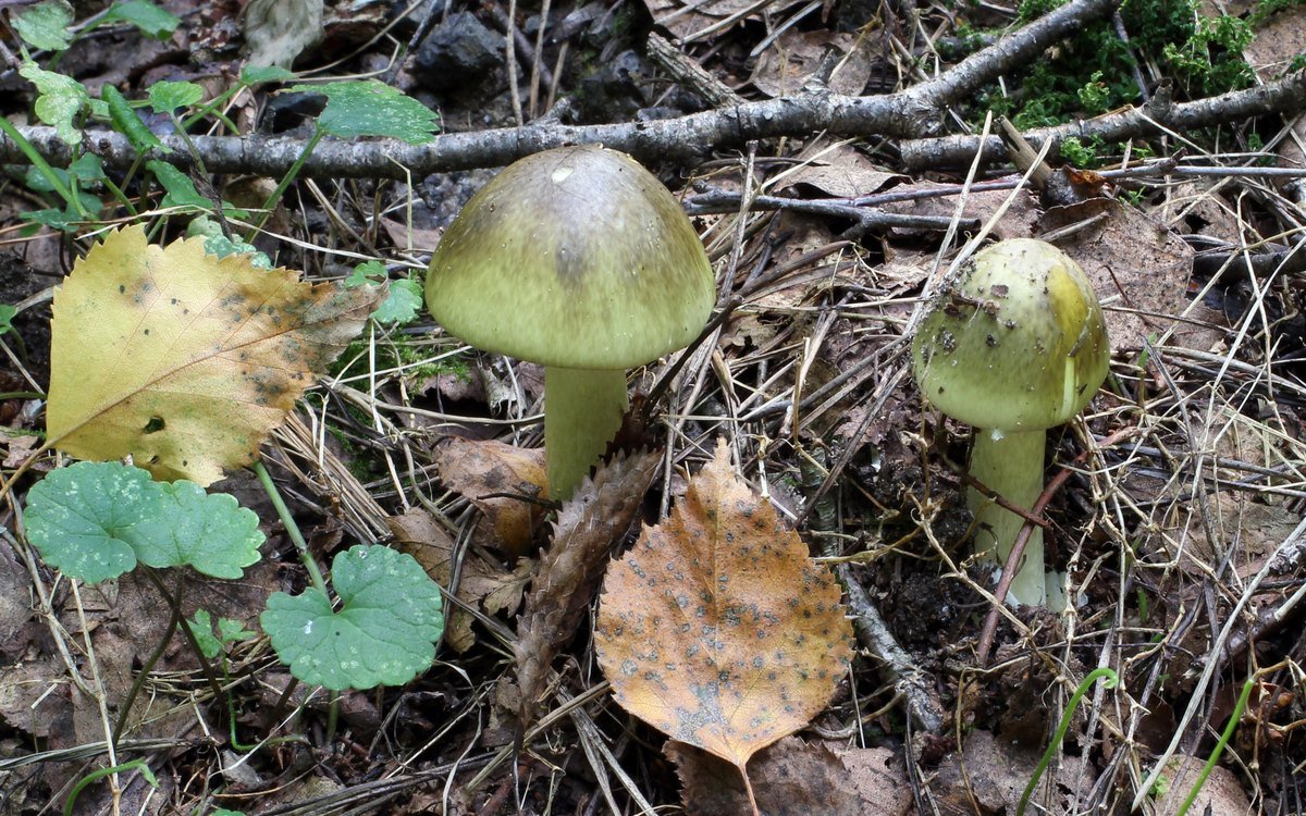 Several pale greenish-yellow death cap mushrooms growing among fallen leaves on a forest floor