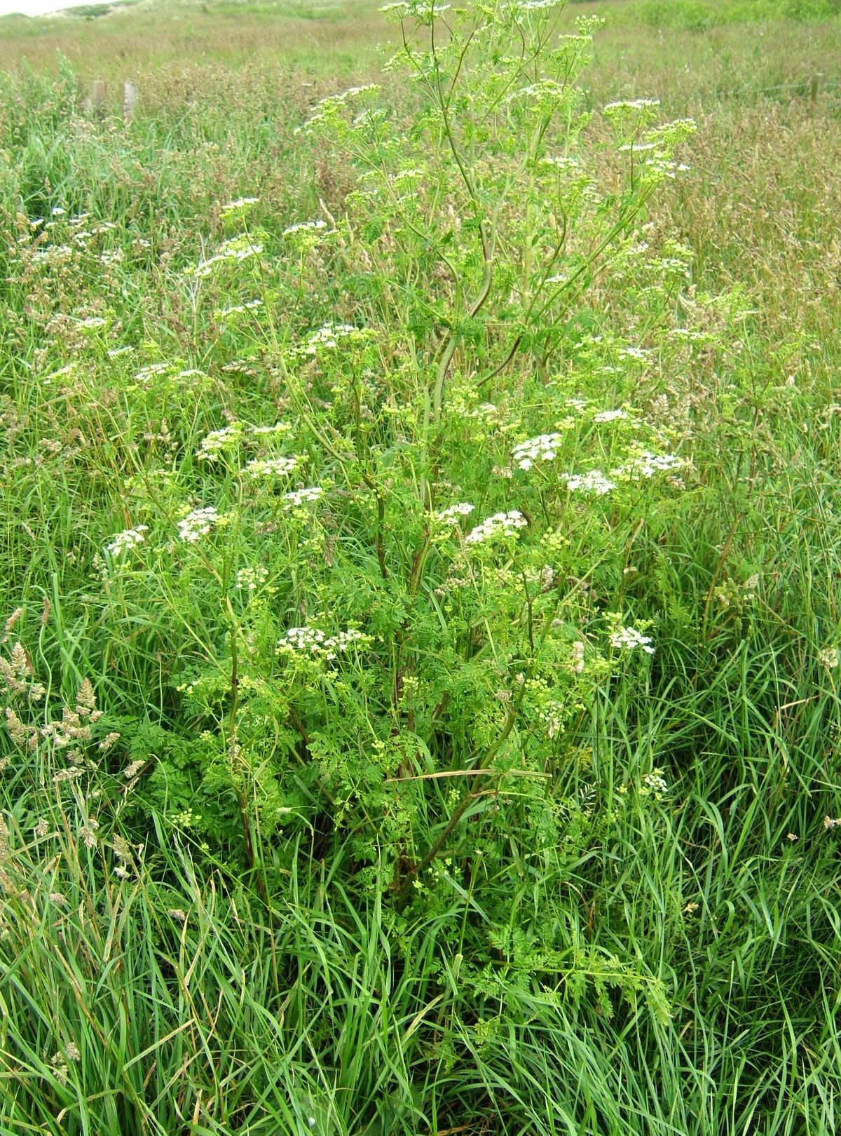 A tall poison hemlock plant with many small white flower clusters and feathery leaves in long grass