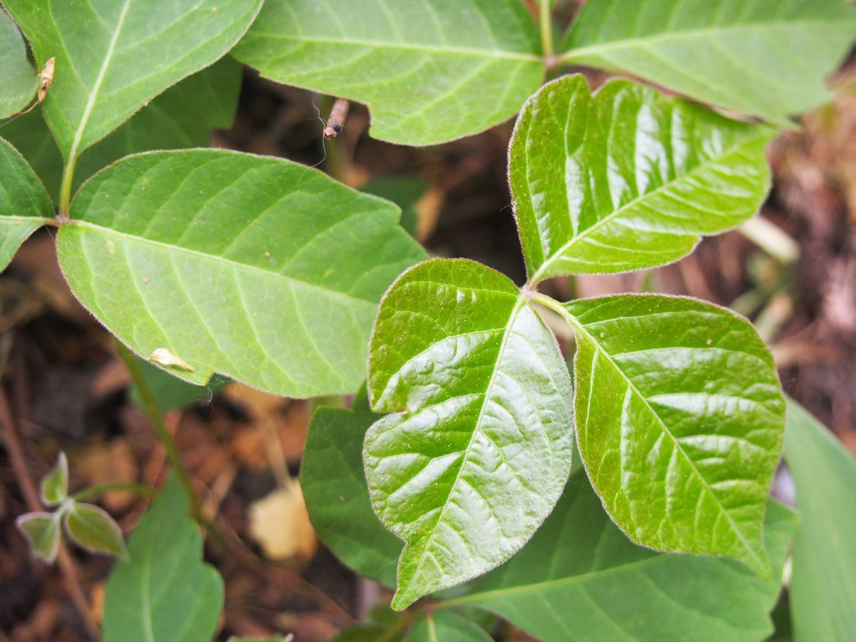 Poison ivy with glossy green leaves in groups of three leaflets, some with notched edges