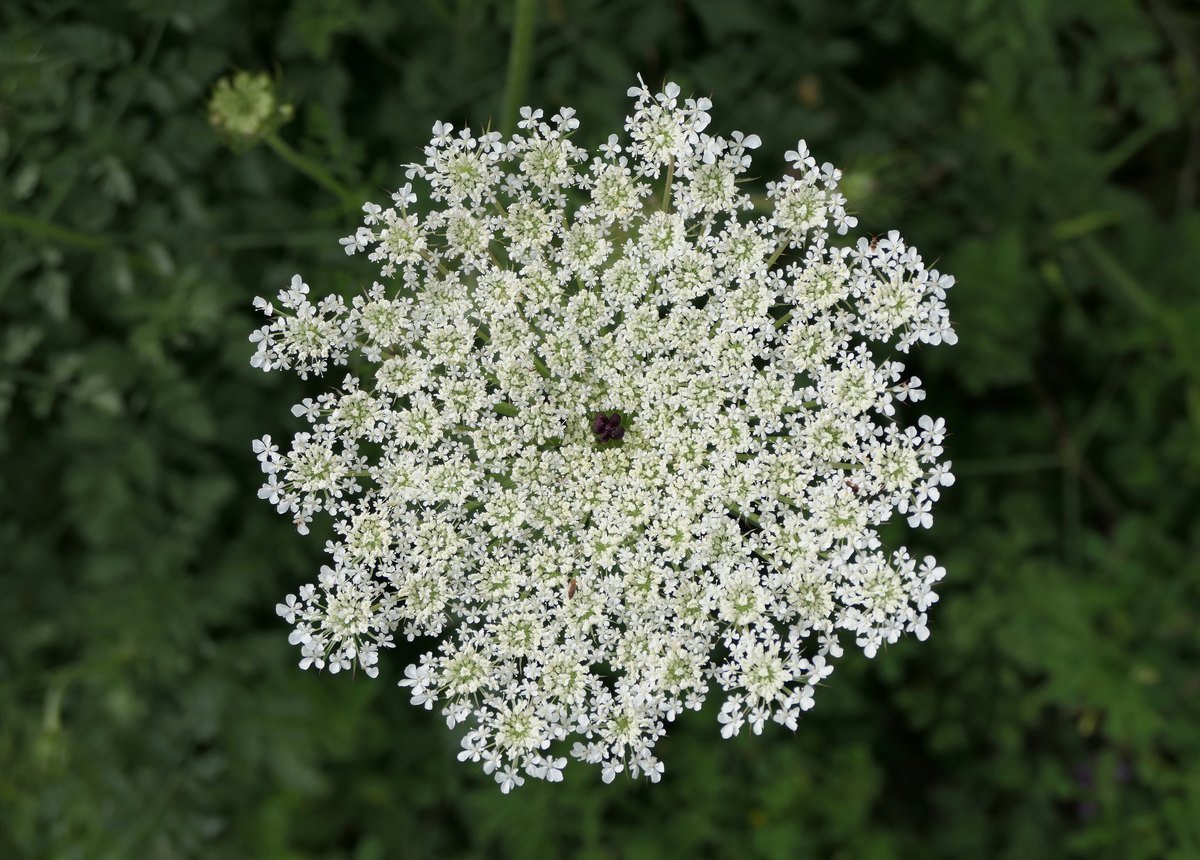 A wild carrot flower head, a flat round cluster of many tiny white flowers